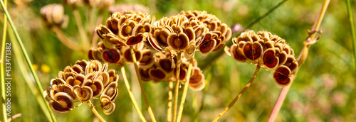 panoramic close up macro of wild cow parsnip flower seed pods with copy space. An architecture abstract shape.	

