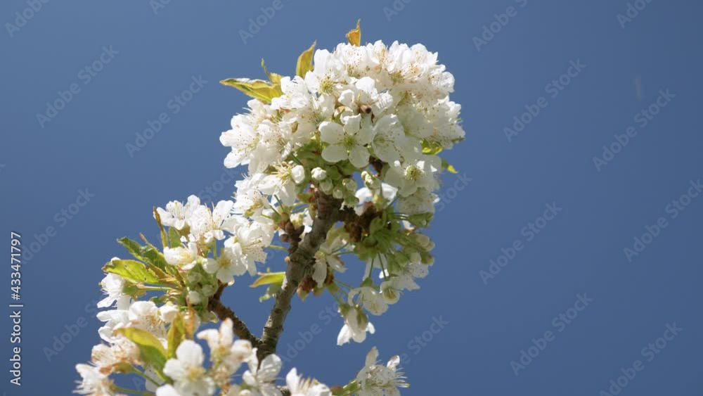 Honey Bees Working on Cherry Tree, 4k