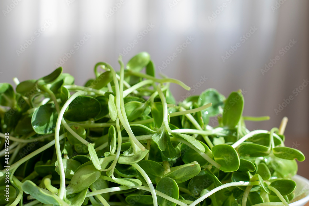 green young sunflower sprouts On a white plate green young sunflower sprouts On a white plate