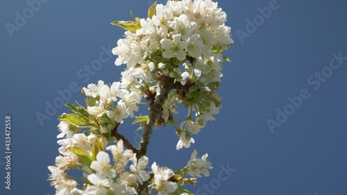 Honey Bees Working on Cherry Tree, 4k