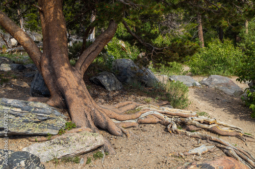 Pine tree, trunk and roots