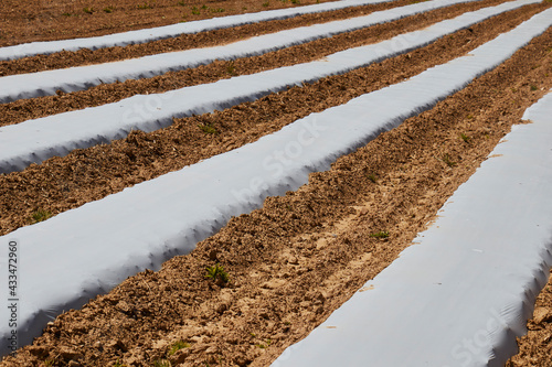 Rows of plastic sheeting set out on a Lancaster County farm field. photo