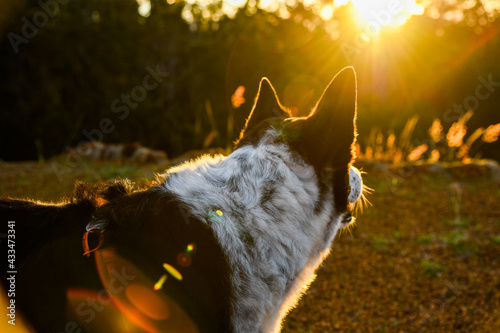 Logue Brook Dam, Lake Brockman, border collie dog, australia photo