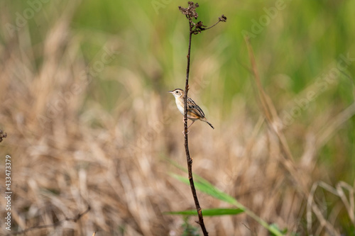 Streaked fantail Warbler