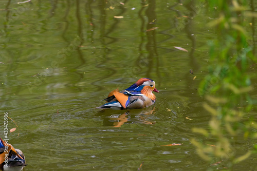 Eine Mandarinente im Steglitzer Stadtpark in Berlin.