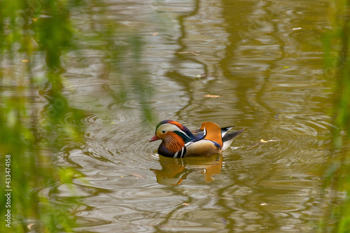 Eine Mandarinente im Steglitzer Stadtpark in Berlin.