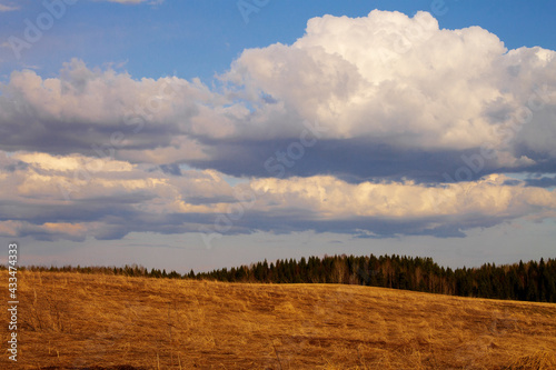 natural landscape early spring yellow field, forest and blue sky with clouds © eevlada