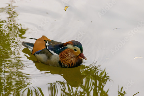 Eine Mandarinente im Steglitzer Stadtpark in Berlin.