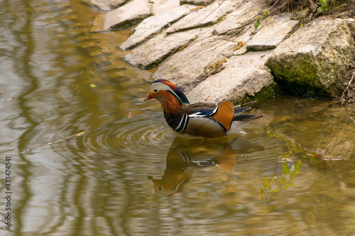 Eine Mandarinente im Steglitzer Stadtpark in Berlin.