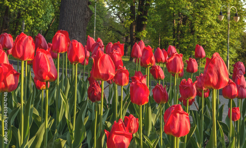 Red tulips blooming in the botanical garden.