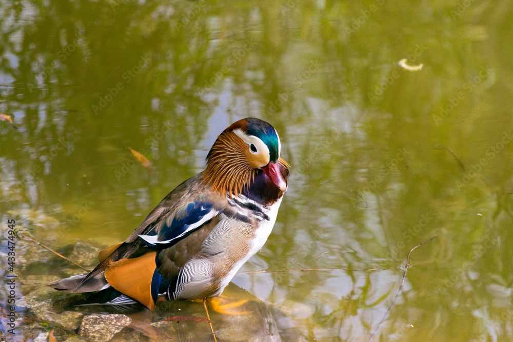 Eine Mandarinente im Steglitzer Stadtpark in Berlin. Eine Mandarinente im Steglitzer Stadtpark in Berlin.