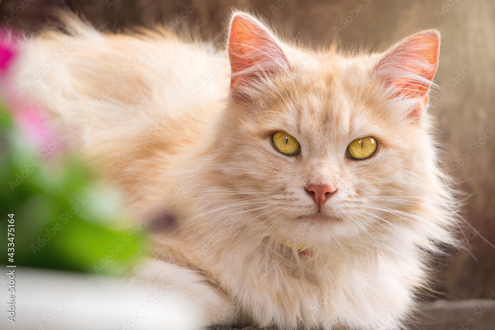 Ginger fluffy cat and summer garden Ginger fluffy cat and summer garden