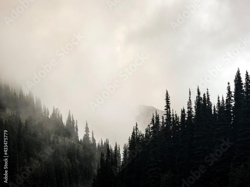 Fototapeta wzgórze las dolina słońce