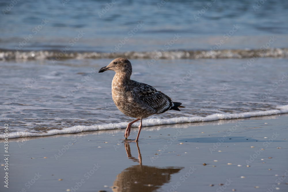 seagull on the beach seagull on the beach