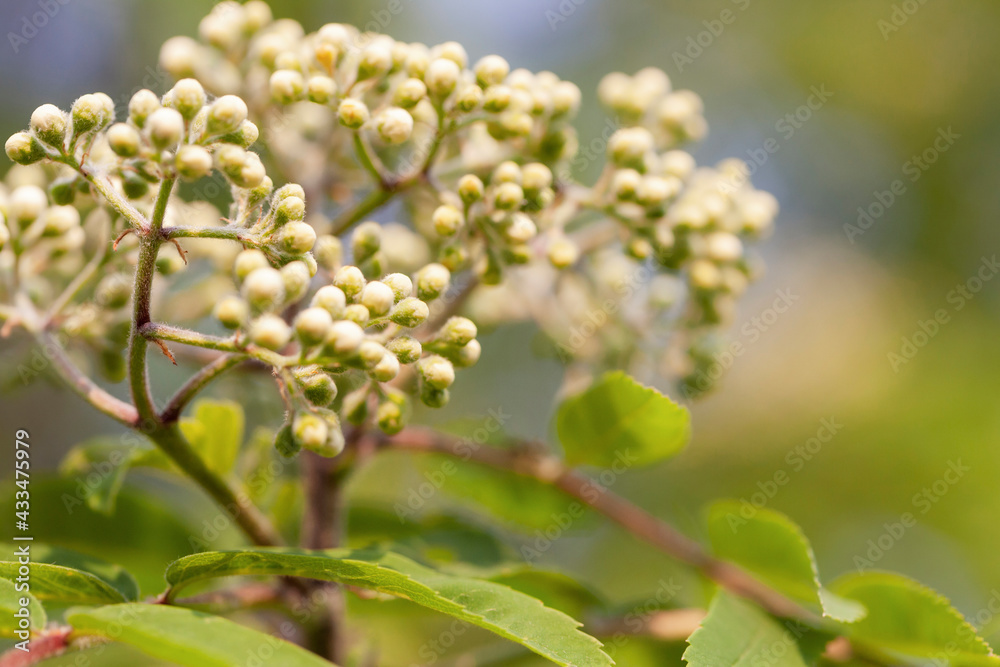 Rowan inflorescence with unopened flower buds. Narrow focus, close-up. Rowan inflorescence with unopened flower buds. Narrow focus, close-up.