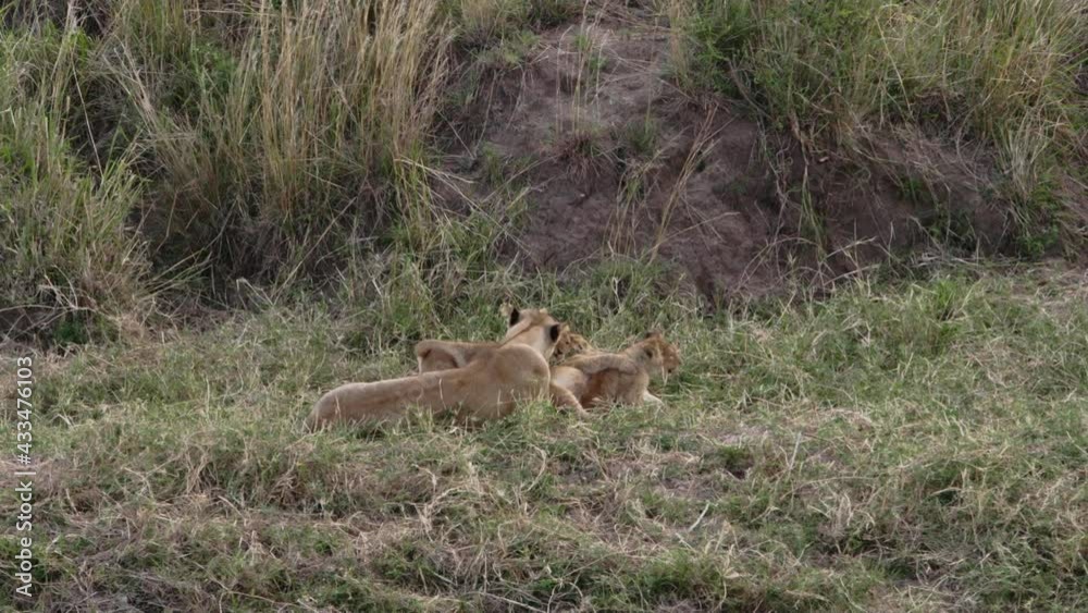 A group of lion cubs walking around an adult Lioness (Panthera Leo). The lion pride is resting in the Savanna field of a national park in Kenya with a dirty freshwater river by them.