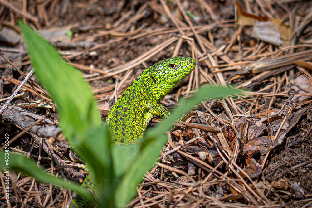 Beautiful green lizard Lacerta agilis in the forest Beautiful green lizard Lacerta agilis in the forest