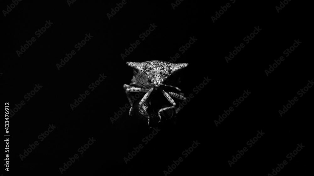 Fototapeta premium Insect minimal 