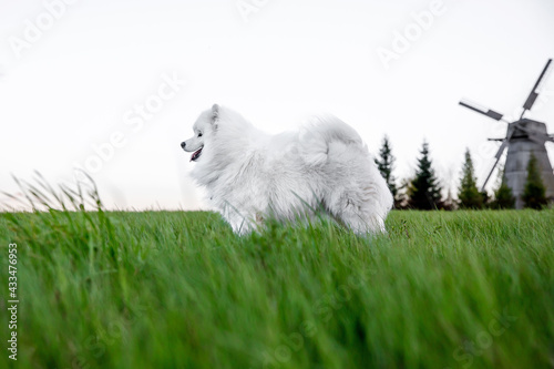 Samoyed dog in green meadow. photo