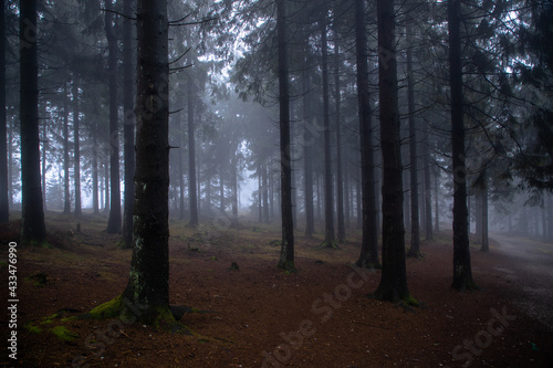 gloomy forest