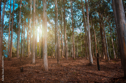 forest in the morning