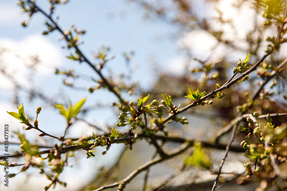 Springtime tree buds on the branch. Nature background.
