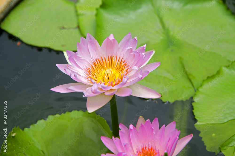Beautiful lotus flowers on the water in the garden Beautiful lotus flowers on the water in the garden