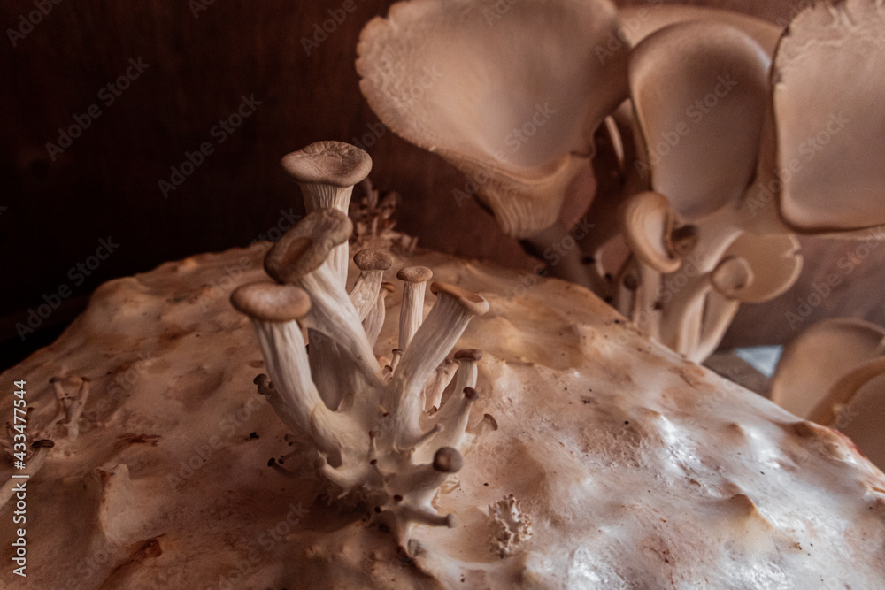 Cultivation of oyster mushroom (Pleurotus ostreatus).