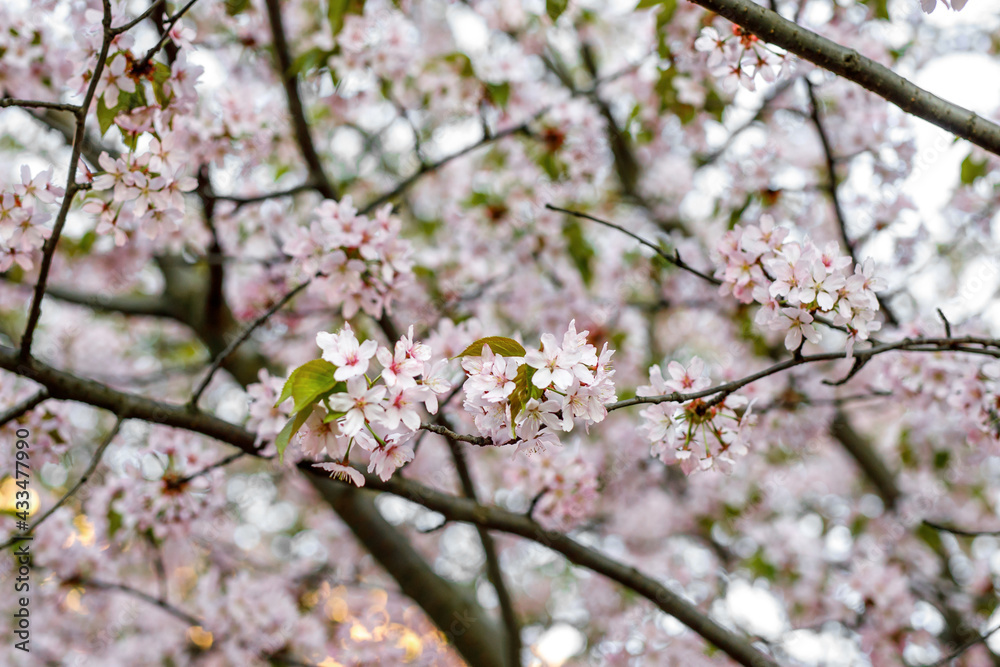 Blossom cherry flowers. Spring background.