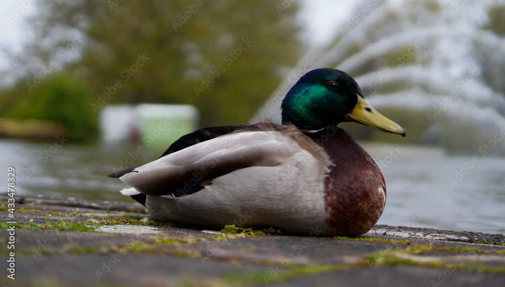 Fototapeta premium Duck