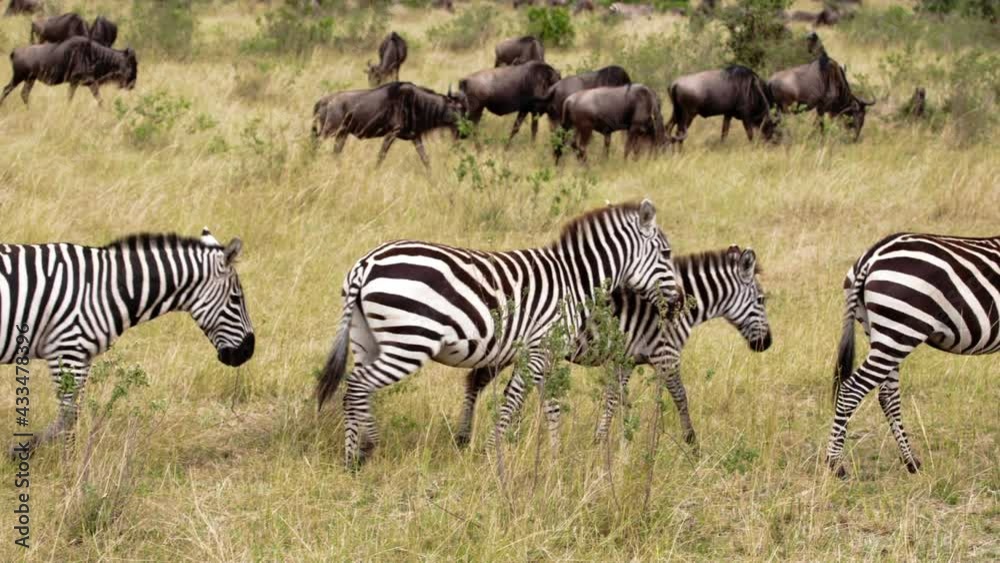 Herds of African Buffalos (Syncerus caffer) and Zebras (Equus quagga) walking through a savanna and eating grass. The many glorious animals peacefully coexist in the near endless fields of Kenya. Herds of African Buffalos (Syncerus caffer) and Zebras (Equus quagga) walking through a savanna and eating grass. The many glorious animals peacefully coexist in the near endless fields of Kenya.