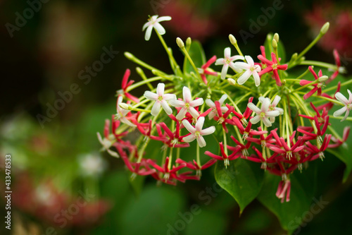 Rangoon Creeper, Chinese honey Suckle. It is a flower decorated in the heat, the flowers are beautiful in color.