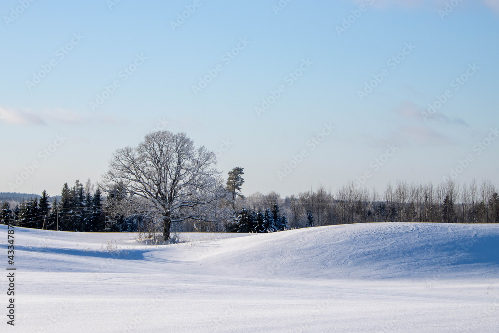 Oaktree in the winter landscape Oaktree in the winter landscape