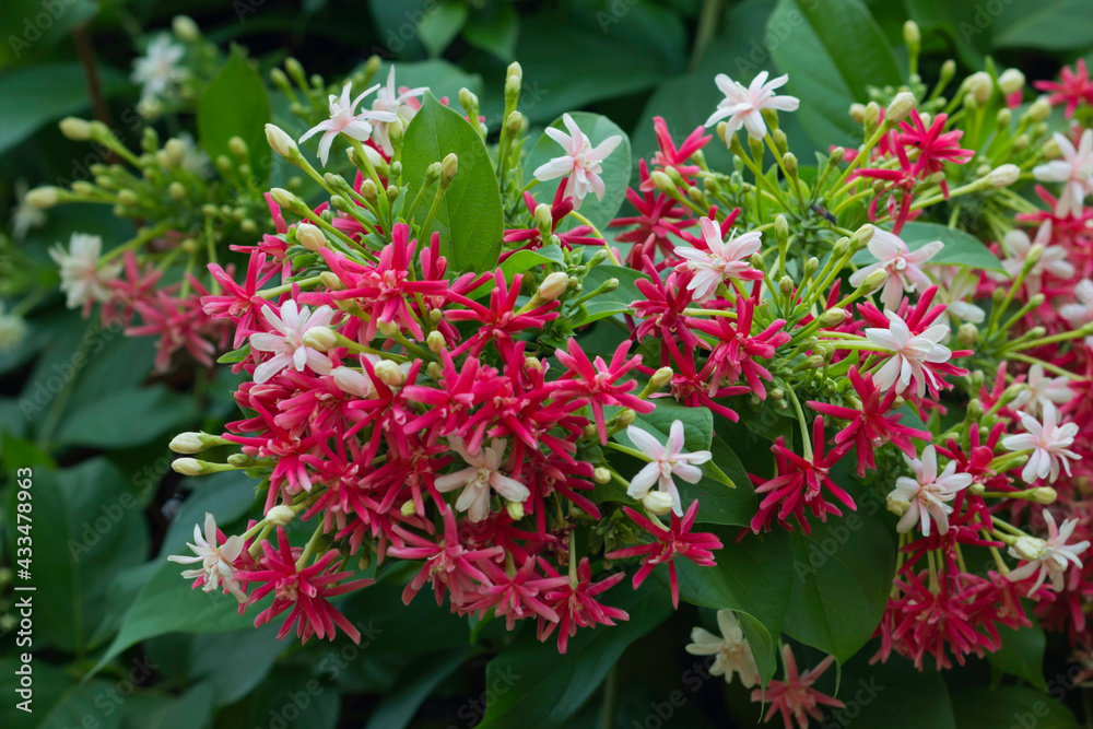 Rangoon Creeper, Chinese honey Suckle. It is a flower decorated in the heat, the flowers are beautiful in color.