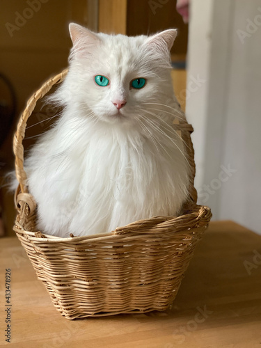Weiße schöne Katze sitzt aufrecht im Einkaufskorb und schaut mit türkisen Augen zu mir