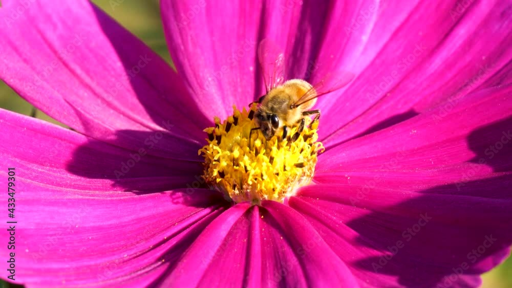 Flying honey bee covered with pollen collecting nectar on flower. Close up view slow motion.  Bee  on flower.