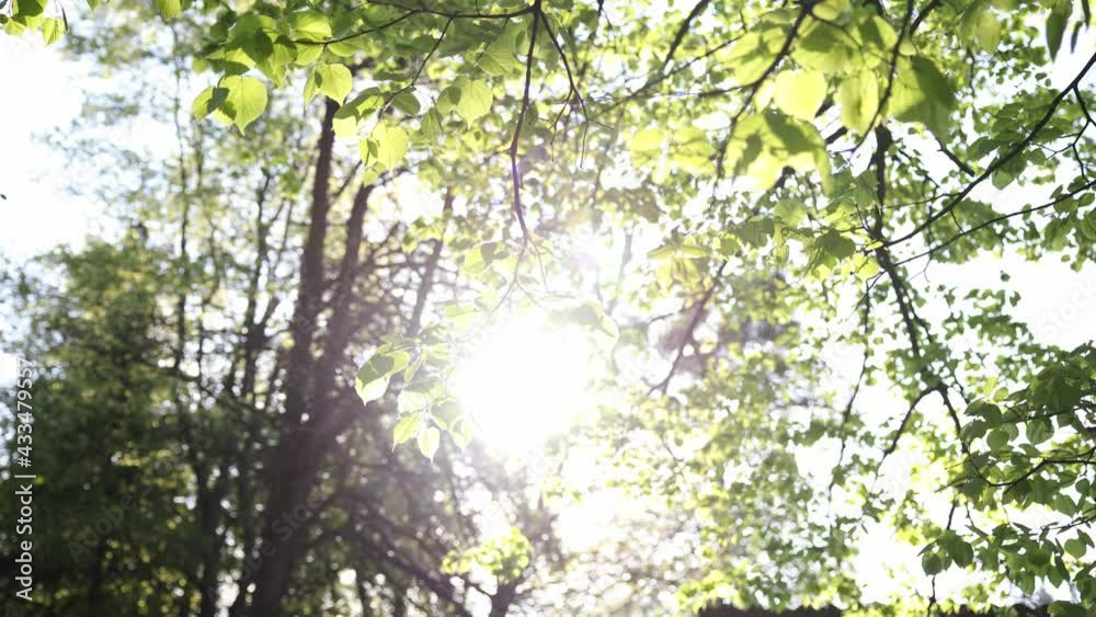 tree branch with fresh green leaves slowly swaying in front of the sun tree branch with fresh green leaves slowly swaying in front of the sun