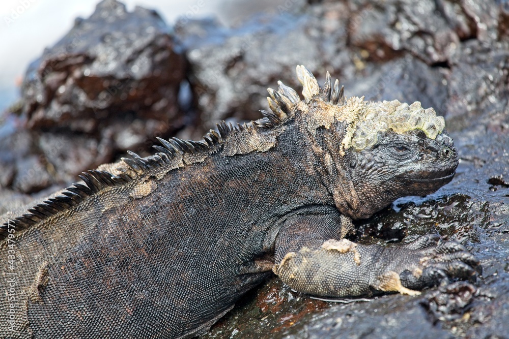 Obraz premium Side on portrait of Marine Iguana (Amblyrhynchus cristatus) in Galapagos Islands, Ecuador.