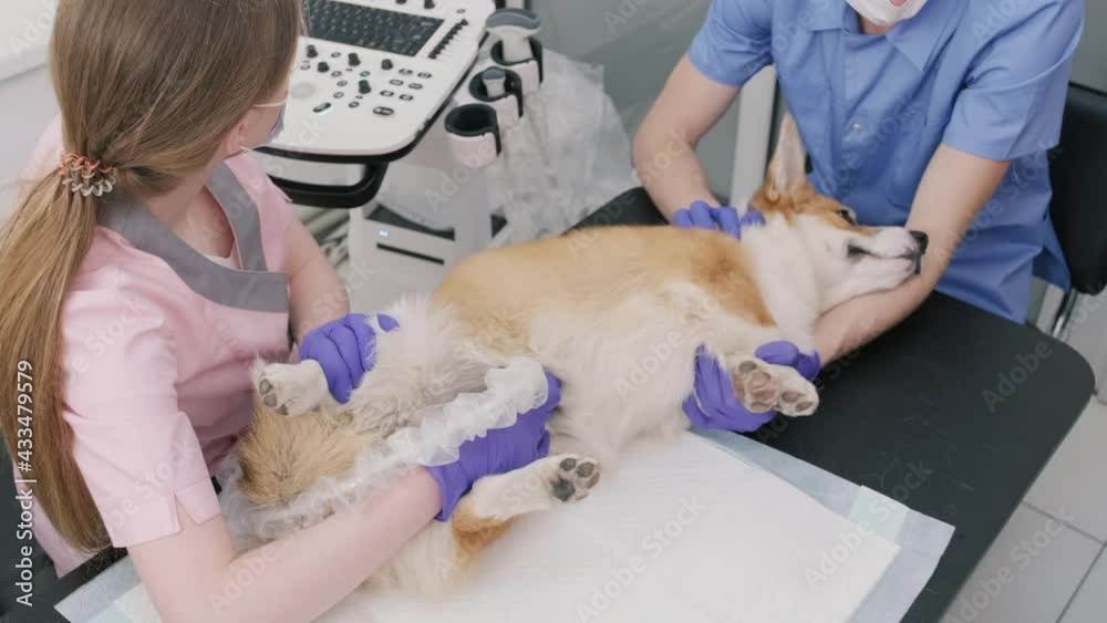 Veterinarian team examines the Corgi dog using ultrasound Veterinarian team examines the Corgi dog using ultrasound
