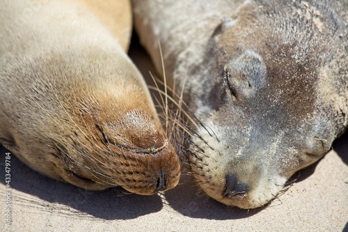 Closeup portrait of two Galapagos Fur Seal (Arctocephalus galapagoensis) Galapagos Islands, Ecuador.