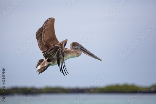 Closeup of Galapagos Brown Pelican (Pelecanus occidentalis urinator) flying above water in Galapagos Islands, Ecuador. photo