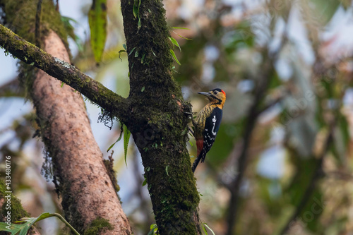 Darjeeling woodpecker (Dendrocopos darjellensis) at Mishmi hills, Arunachal Pradesh, India