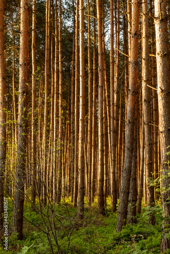 wysokopienny las iglasty w klimacie umiarkowanym