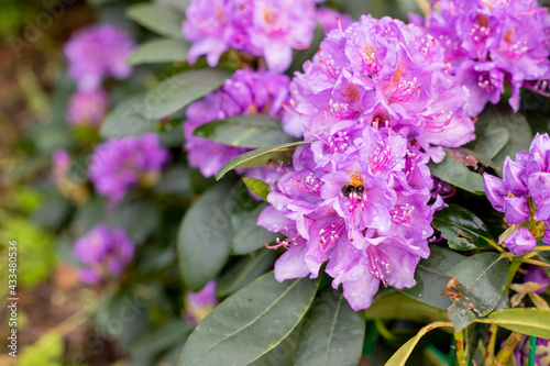 A large bush blooming Rhododendron in the botanical garden. Many pink flowers Rhododendron, beautiful background.Flowerbed with gently pink Azalea in spring park.