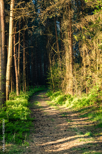 ścieżka leśna wśród drzew i wiosennej zieleni