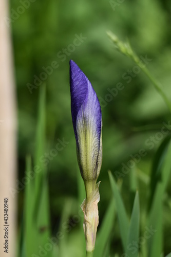 Blaue zarte Iris, Schwertlilie im Garten im Sommer. Bedeutung dieser Pflanze: Freiheit, Freude, Beständigkeit, Treue und Kreativität.