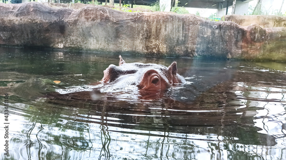 Fototapeta premium Taipei, Taiwan - March 12 2021: hippo at the Taipei Metropolitan Zoo
