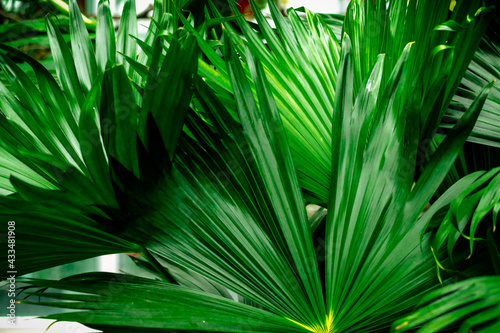 Detail of green palm leaf