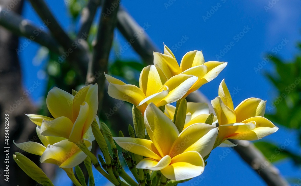Obraz premium Kamboja flower (Plumeria), a genus of flowering plants in the family Apocynaceae, with blue sky background