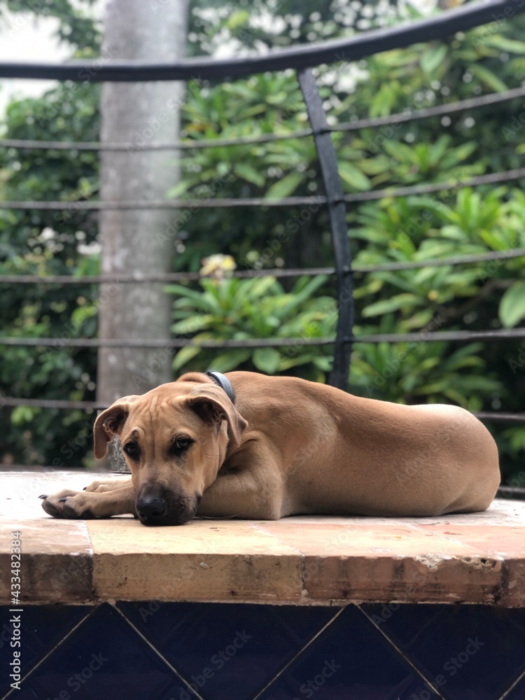 Perro tomando el sol